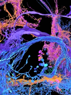 neurons in a fruit fly brain